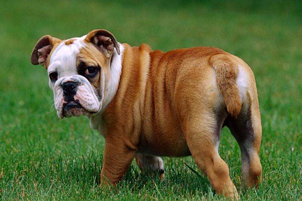 英国十大最有名气的狗狗排行榜：英国斗牛犬最受欢迎