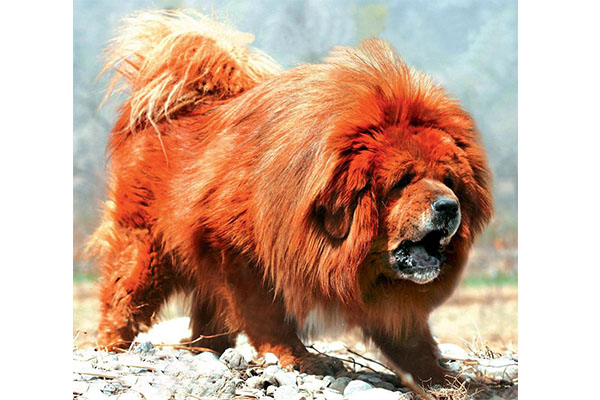 【图】十大“禁犬”：藏獒第一