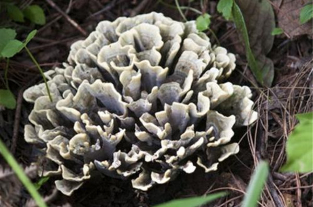 中国十大野生菌排行榜：杏鲍菇上榜，干巴菌口感似牛肉