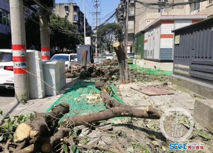 中纪委网站批评成都滥伐桂花树，当地三部门紧急发函规范树木保护