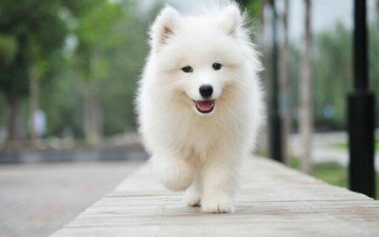 世界名犬品种中最具气质的有哪些？盘点十大气质名犬排行榜