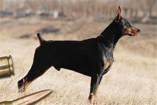 世界十大猛犬排行榜：杜高犬打得过野猪，你认识哪几种