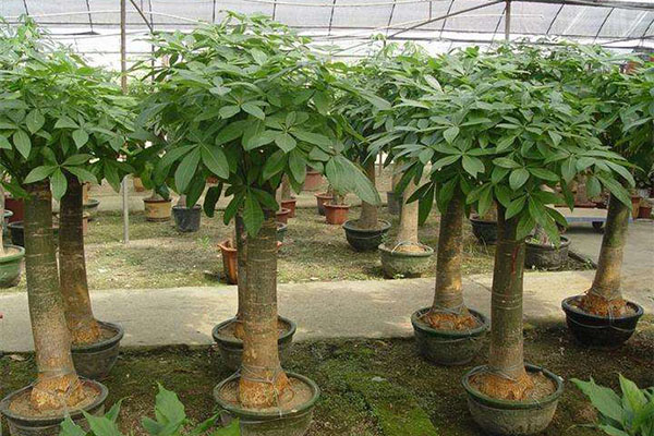 十种旺财旺宅植物 盘点十大家庭旺财风水植物