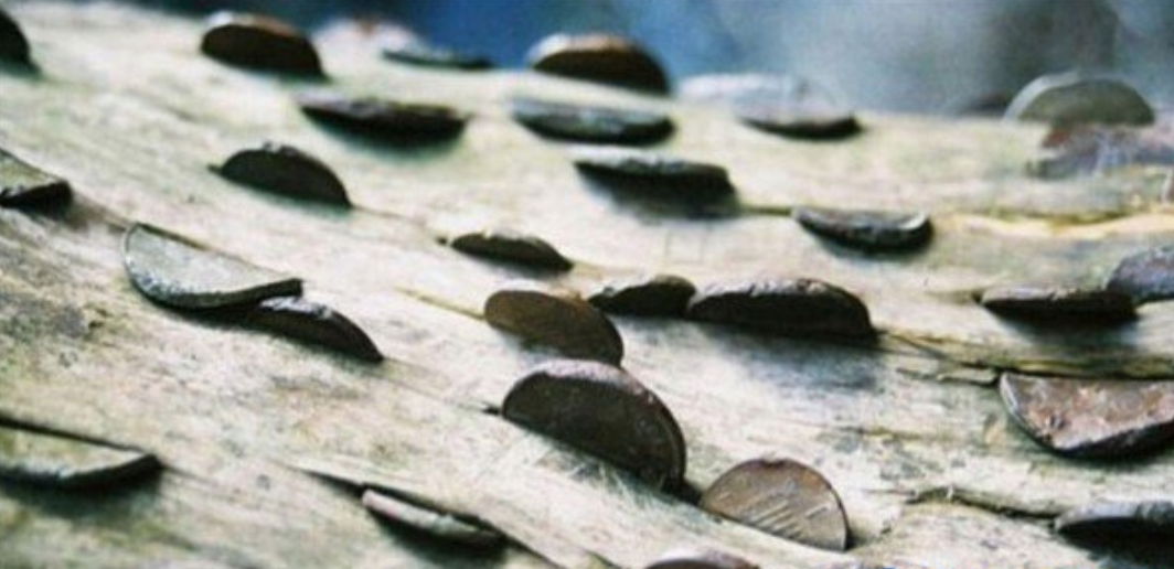 世界上最大的摇钱树 密集恐惧症者慎入
