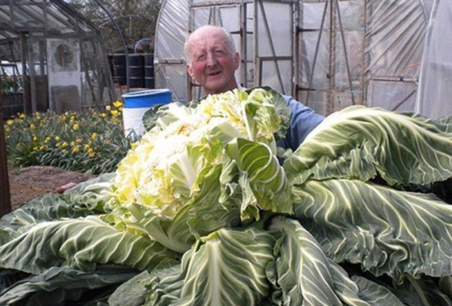 世界上最大的蔬菜菜花 重量超过27公斤