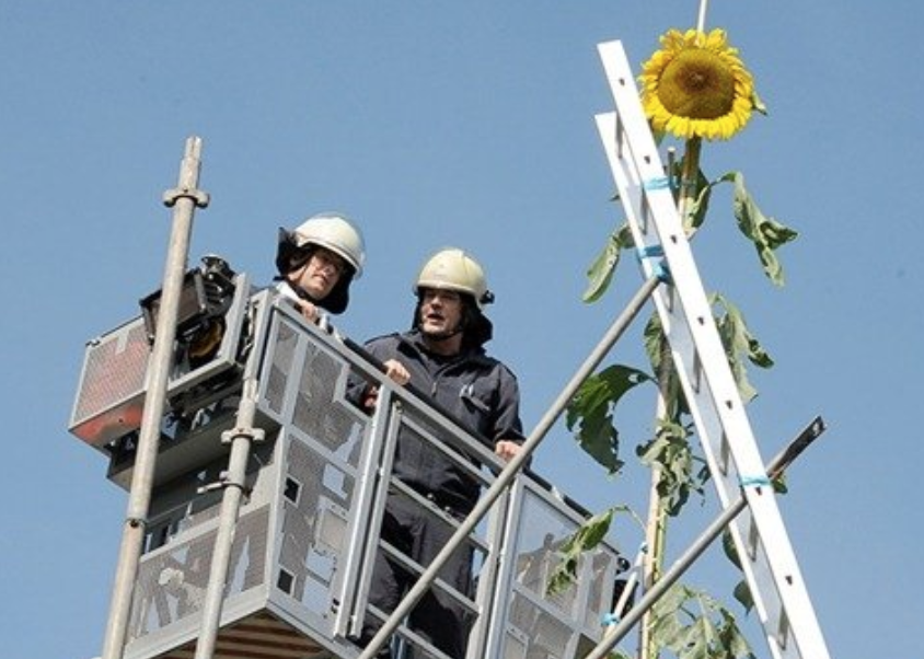 世界上最高的向日葵：向日葵的吉尼斯世界纪录