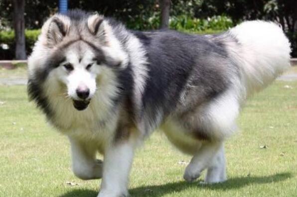 十大寿命最长的狗狗品种 阿拉斯加第一，吉娃娃上榜