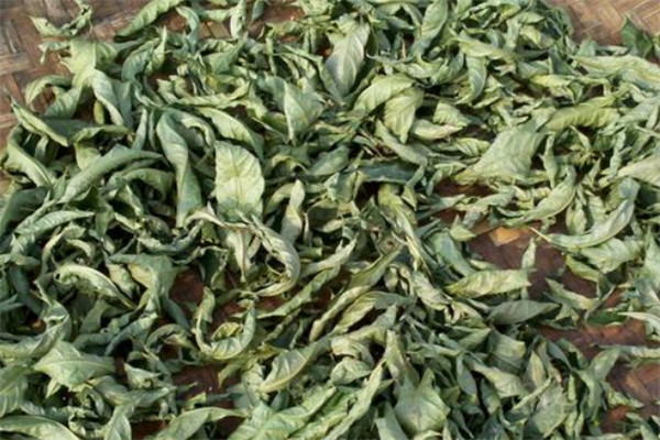 广西十大名茶排行榜：六堡茶上榜，第一是国家一级保护植物