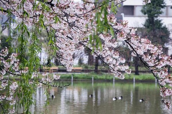 日本十大观赏樱花胜地 京都清水寺上榜，第六是日本最大的樱树