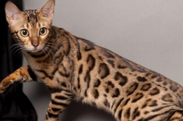 世界十大最名贵的猫排行榜 波斯猫上榜，第一价格高达80万人民币
