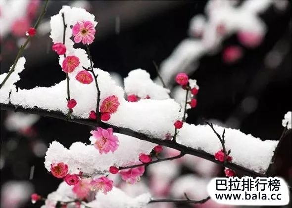 中国十大名花排名榜，哪种花最漂亮？