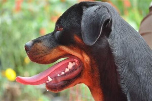 世界十大最凶悍猛犬，比特犬疯起来连主人