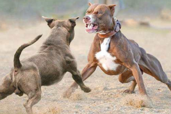 30大禁养猛犬排行榜：比特犬、非勒犬双双入榜