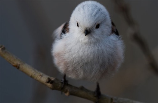 世界上最萌的鸟：银喉长尾山雀体长仅13厘米