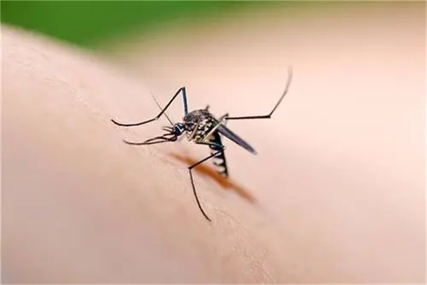 云南十大最毒虫子：螨虫上榜，蚊子排第一