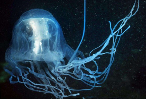 世界上毒性最强的水母，澳洲方水母30秒可致命