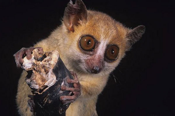 世界上最小的原始猴，鼠狐猴体长约12厘米