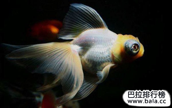 世界十大名贵金鱼，你家的金鱼有没上榜？