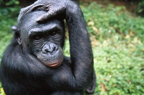 世界上最聪明的动物排名前十，第一名黑猩猩