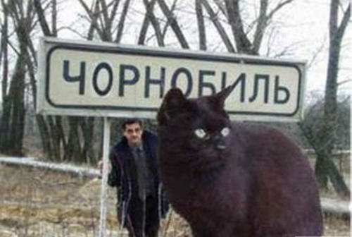 世界第一巨猫，乌克兰巨猫Angie重726斤