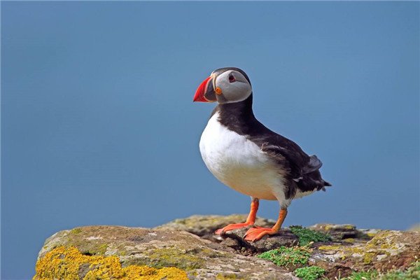 世界潜水本领最强的飞鸟，海雀可潜水57米深