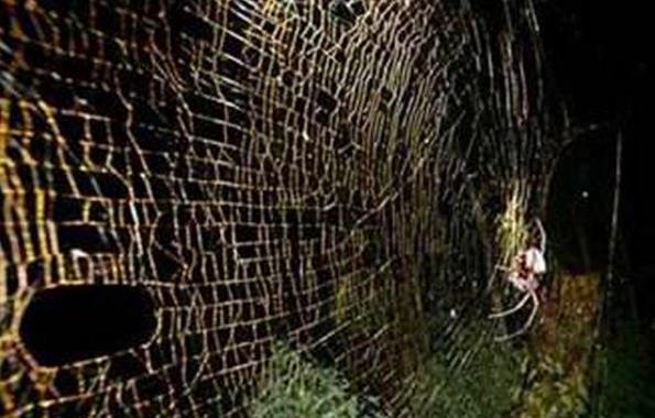 世界上最大的蜘蛛网，面积约700平方米