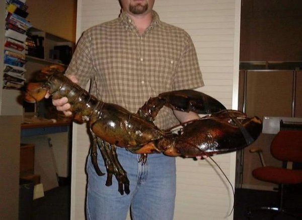 世界上最大的龙虾，波士顿龙虾体长可达1米
