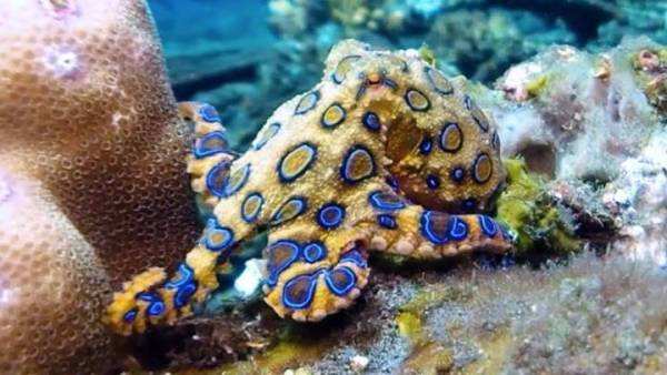 世界上最毒的章鱼，蓝环章鱼奇毒无比