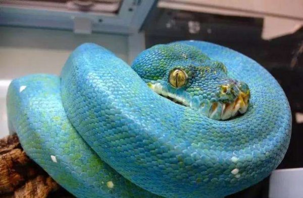 世界上最罕见最珍稀的蛇Top10，蓝血蛇价值连城