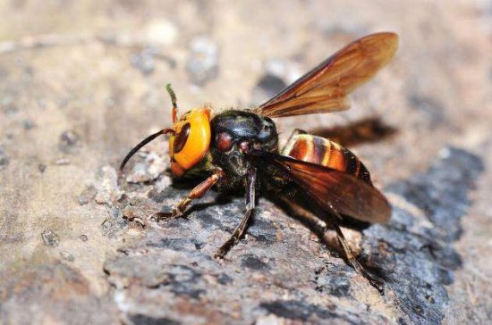 世界上最毒的十大昆虫排名，大虎头蜂居榜首