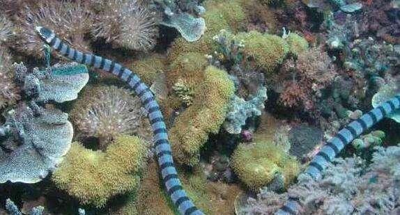 世界十大最毒的蛇排名 贝尔彻海蛇排第一名