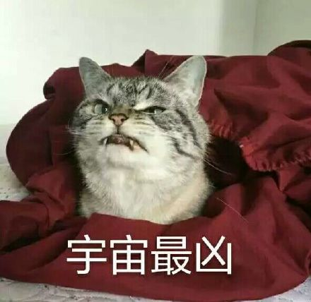 盘点十大网红猫排名 红小胖只能排第三