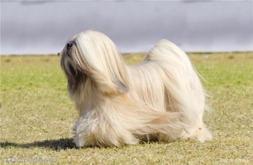 世界上十大最长寿的狗狗排名