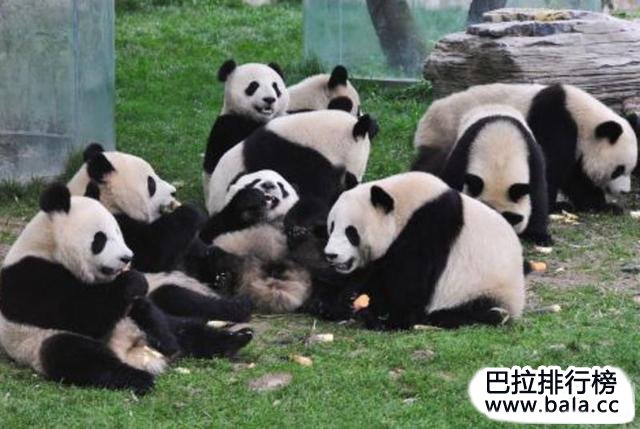 中国十大最珍稀的动物排行榜