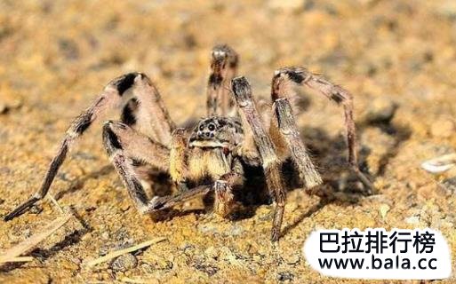 世界十大剧毒蜘蛛排行榜
