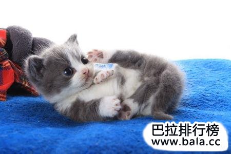 世界十大名猫排行榜，世界上最贵的猫排名