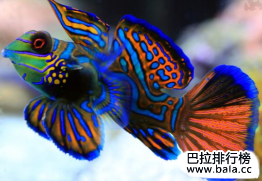 世界上十大最漂亮的鱼