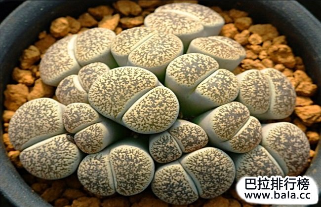 世界上最贵的十大多肉植物