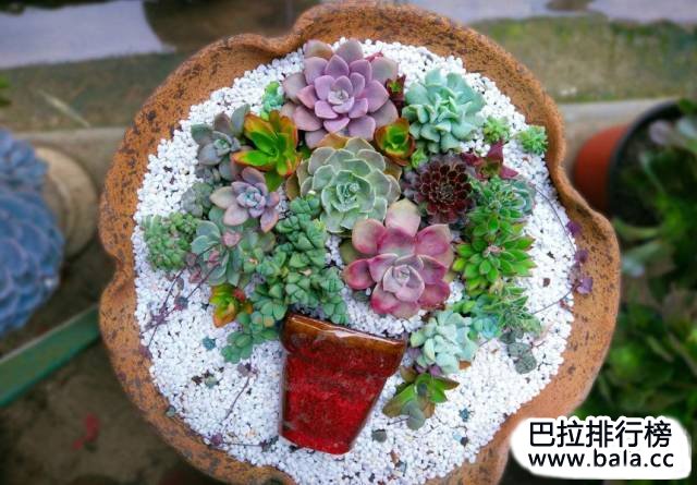 世界上最漂亮的多肉植物，好看的多肉植物排行