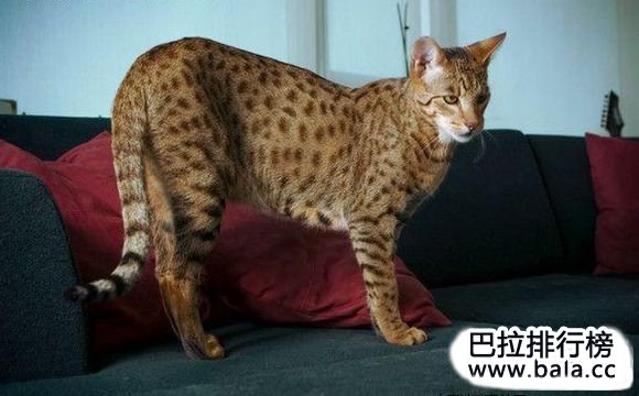 世界最长寿的十大宠物猫排名
