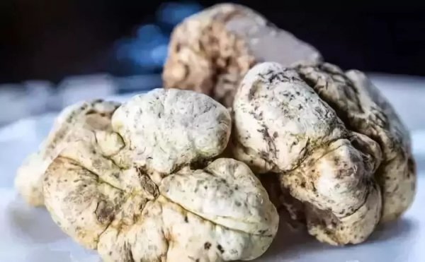 世界上最贵的食物：意大利阿尔巴白松露