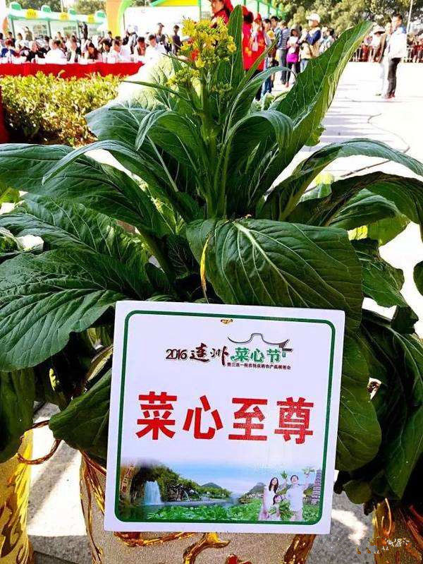 世界上最贵的蔬菜，菜心至尊拍出66万天价