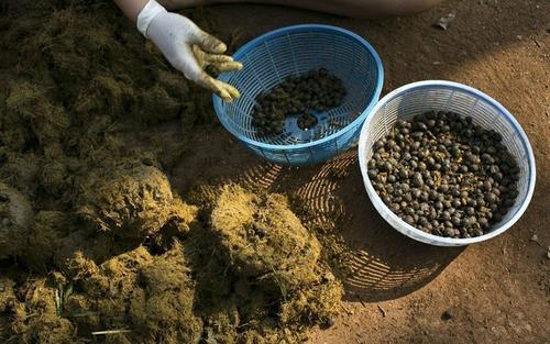 世界上最名贵的三种“屎”，每一种都价格不菲
