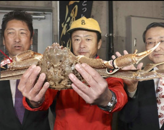 史上最贵天价螃蟹，日本一只螃蟹拍出32万天价