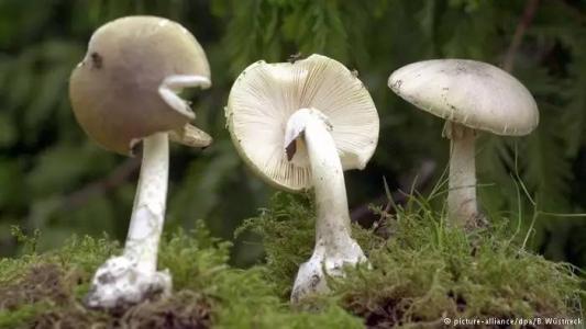 世界上最奇特的十大毒蘑菇大盘点