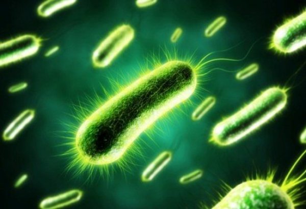 世界上最神奇的细菌：以电子为食的食电细菌