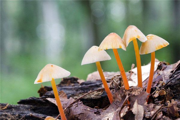 世界上最小的蘑菇，小喷蘑菇毒性很大