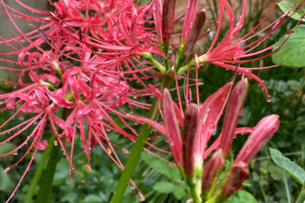 家里哪些花不能养？家里千万不能养的六种花