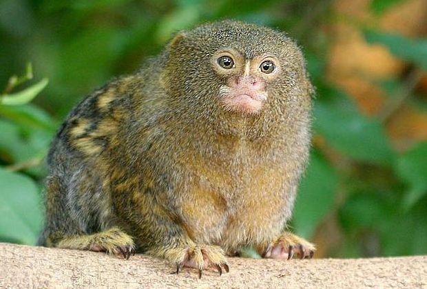世界上鼻子最小的动物：狨猴鼻子仅1厘⽶