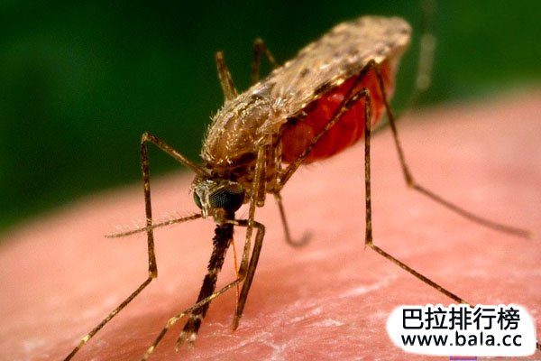 世界十大最危险的昆虫排行：按蚊、跳蚤位居前两名